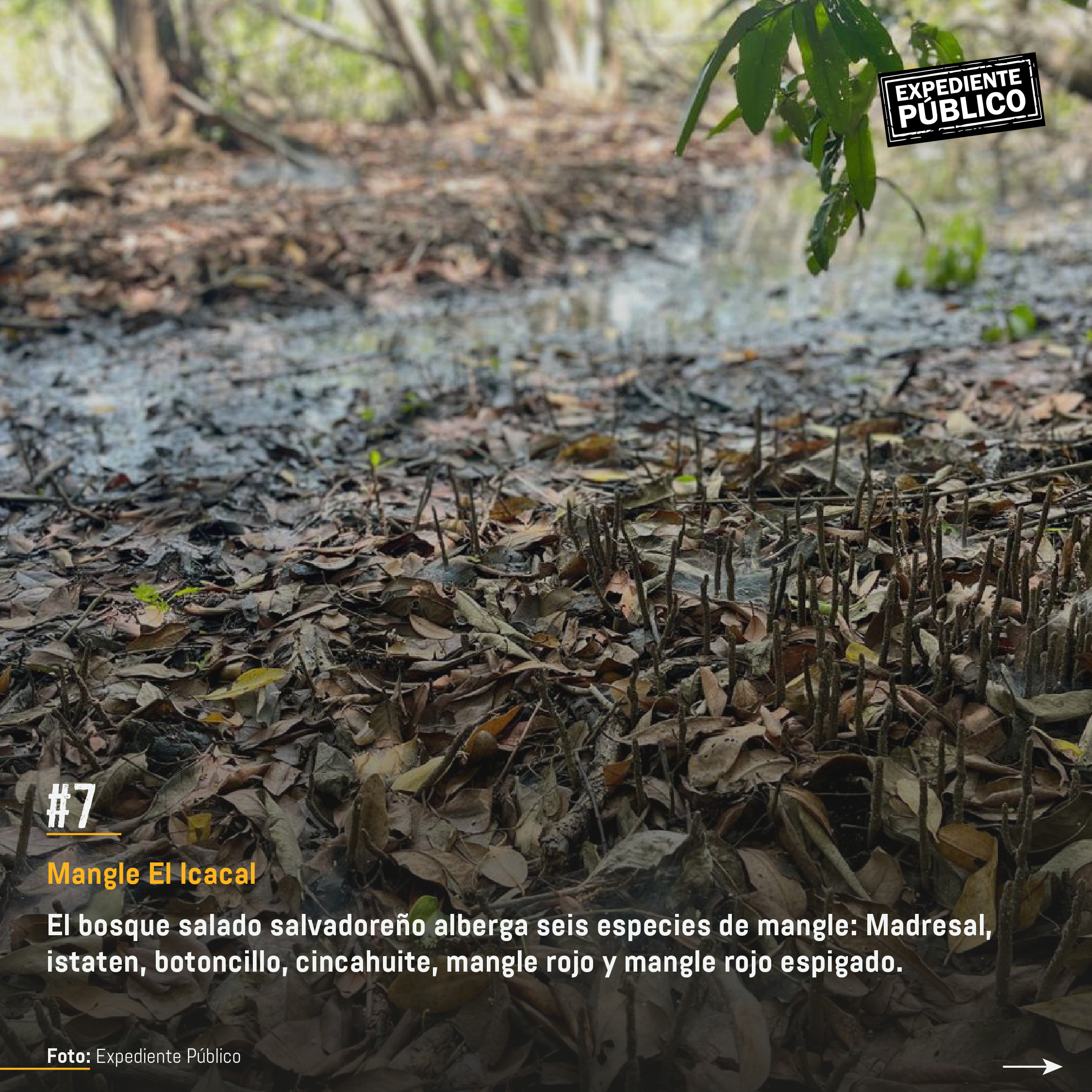 Surf City 2 por devorar reserva natural