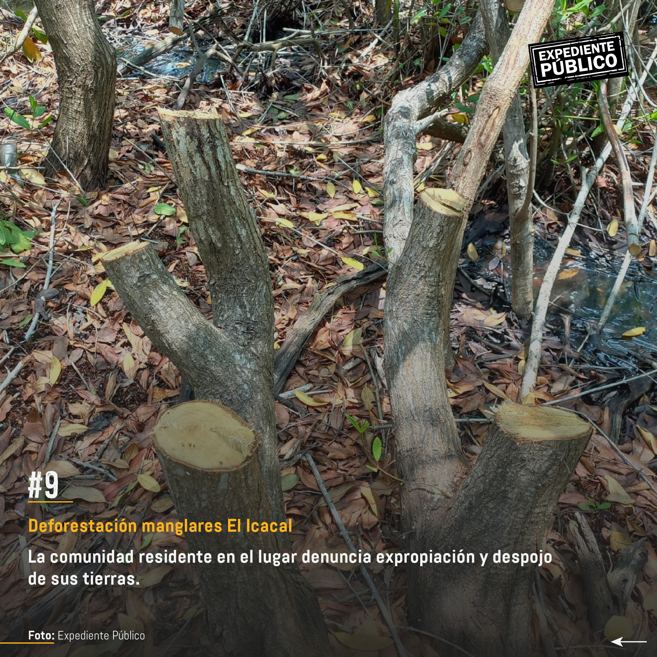 Surf City 2 por devorar reserva natural