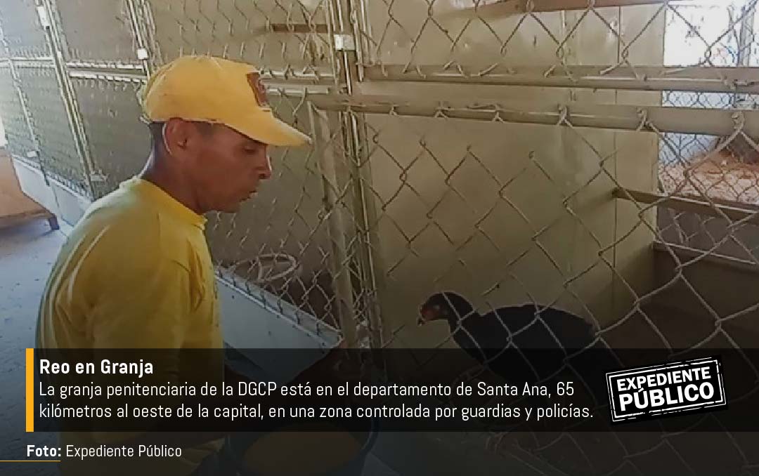 Bukele recicla programa de trabajo de reos ante críticas por hacinamiento carcelario